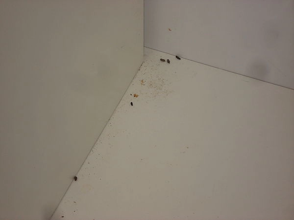 辦公室櫃子清潔